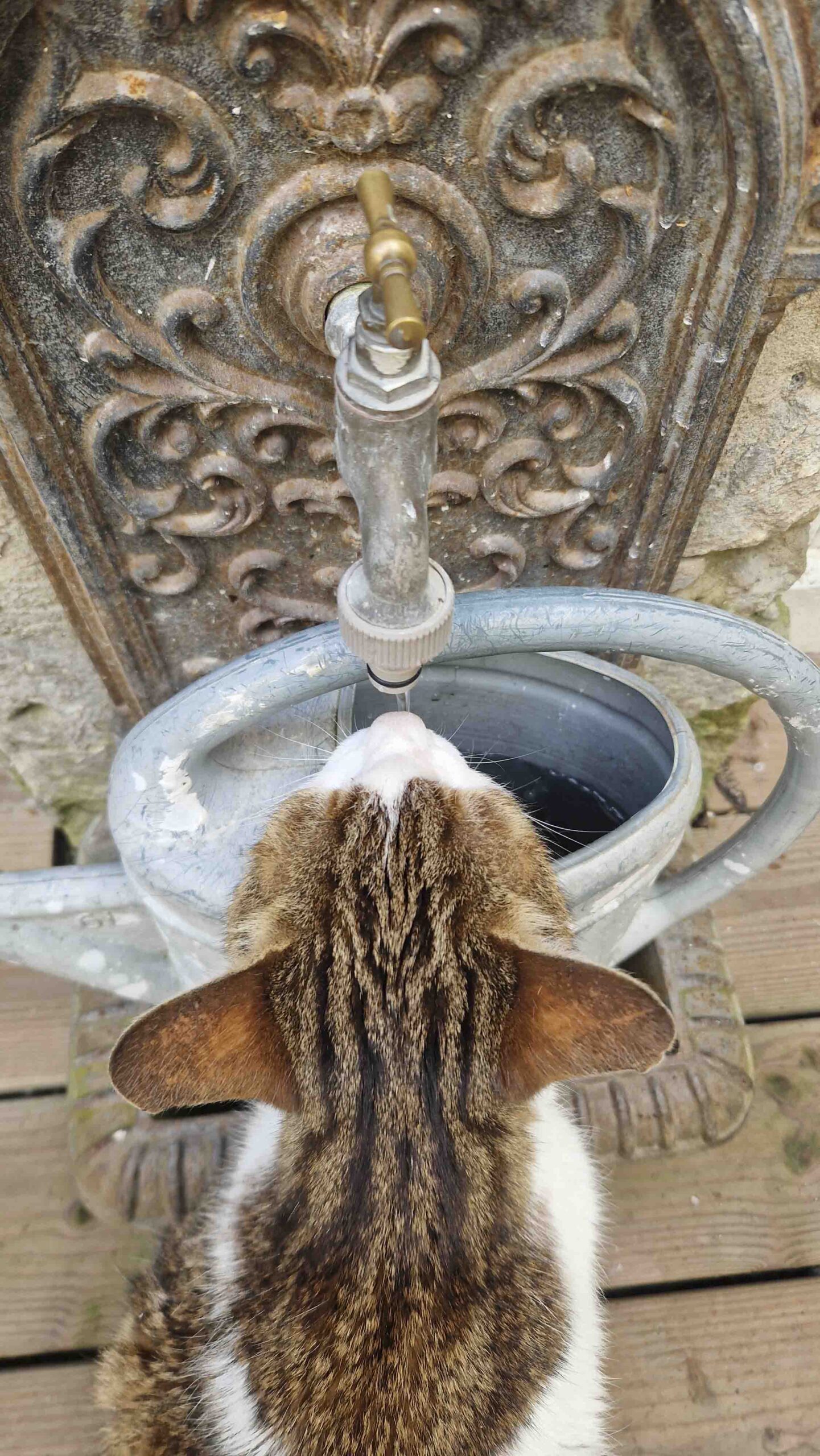 chat amboise