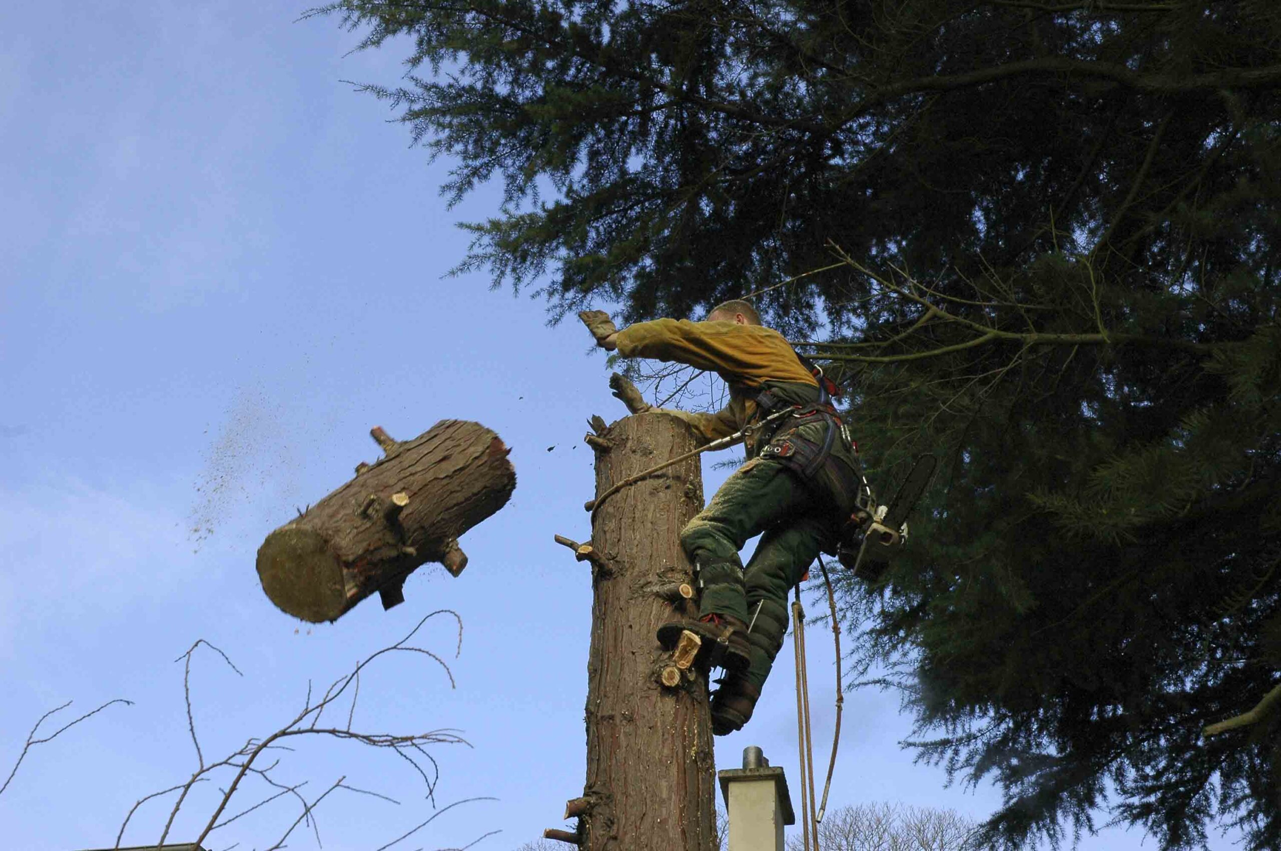 tronconnage arbre champagne sur oise
