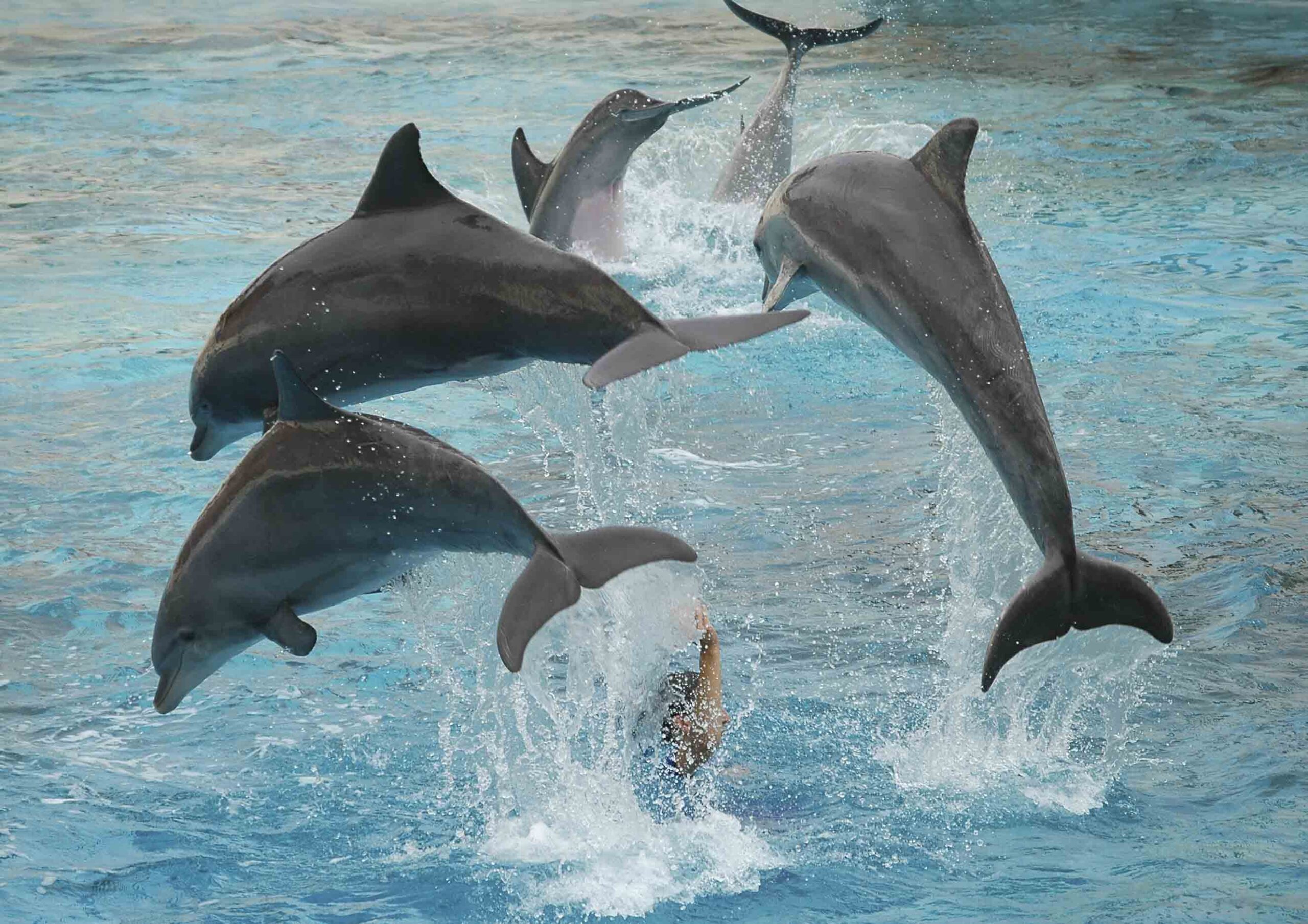 dauphins sofia antipolis