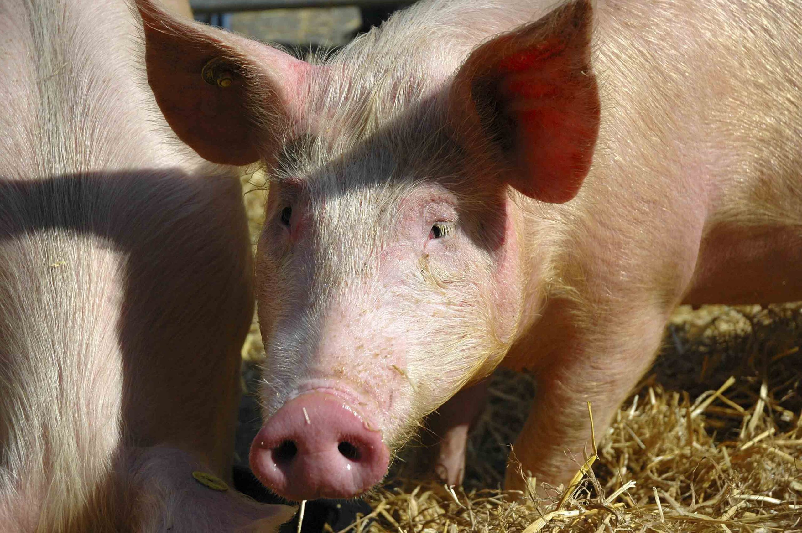 porc