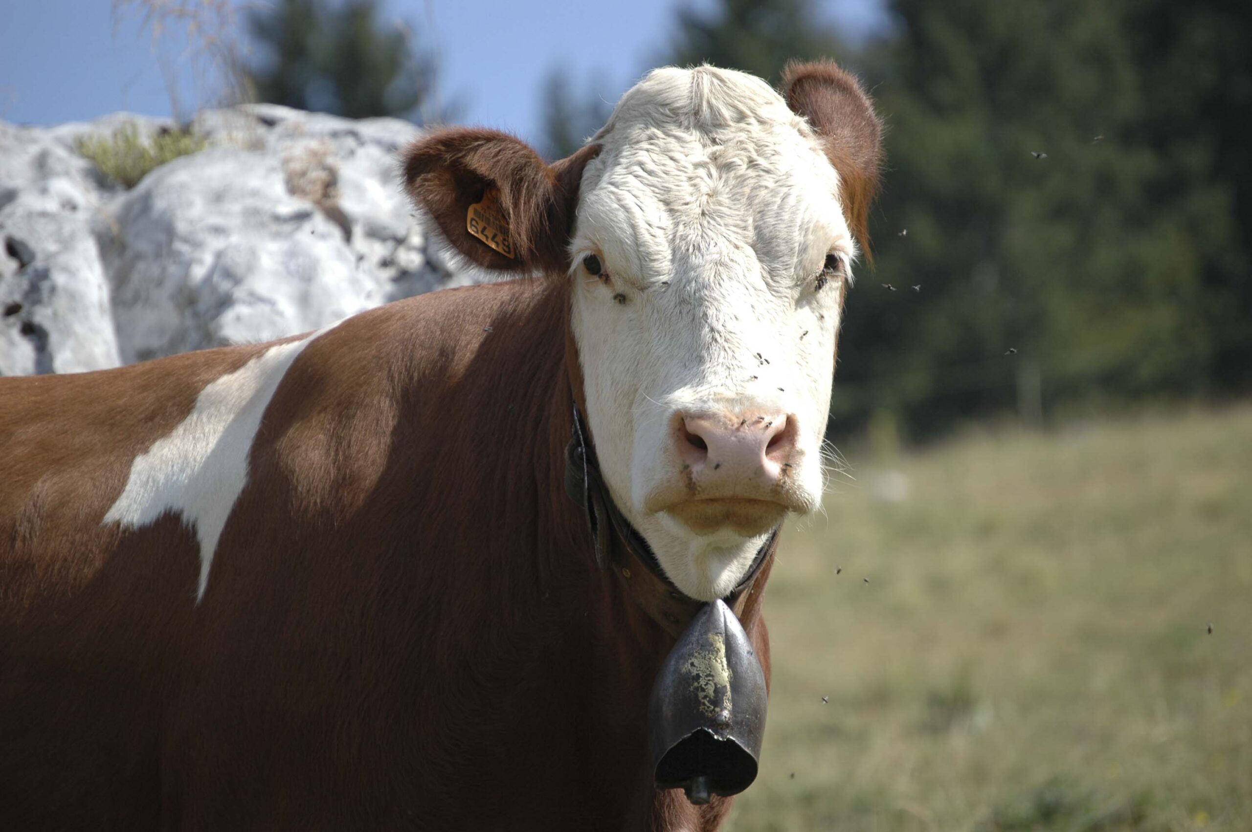 vache haute savoie
