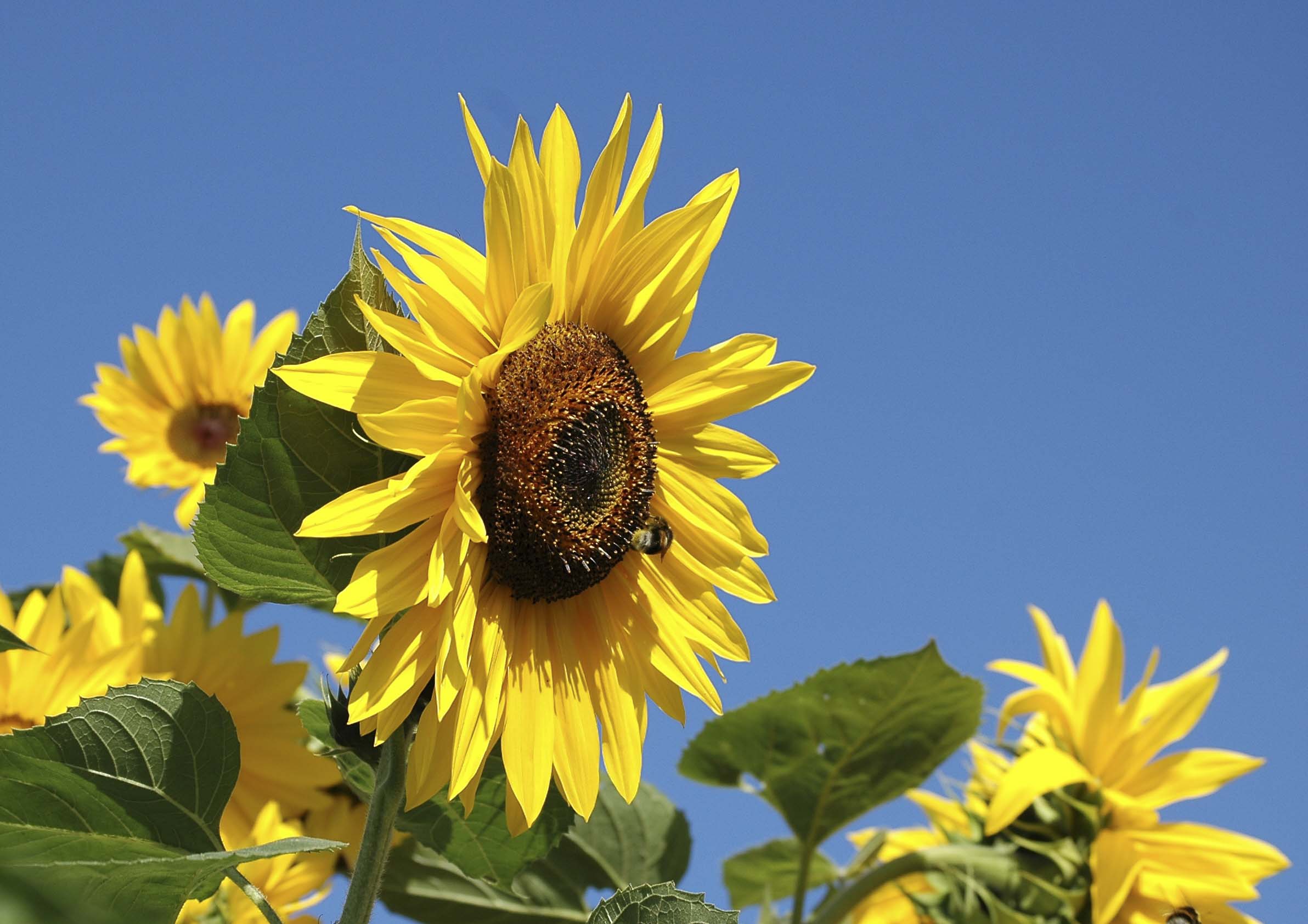 fleur tournesol