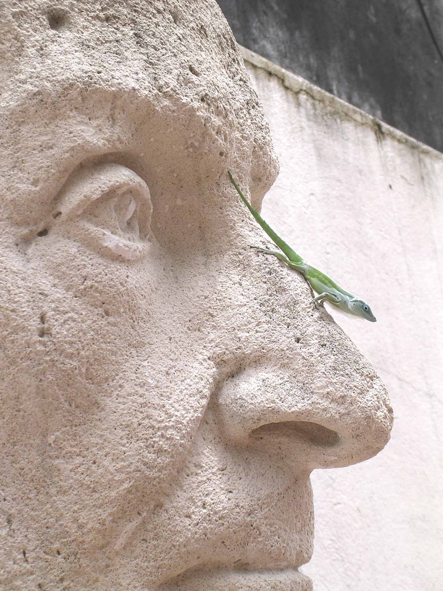 lezard sur statue guadeloupe