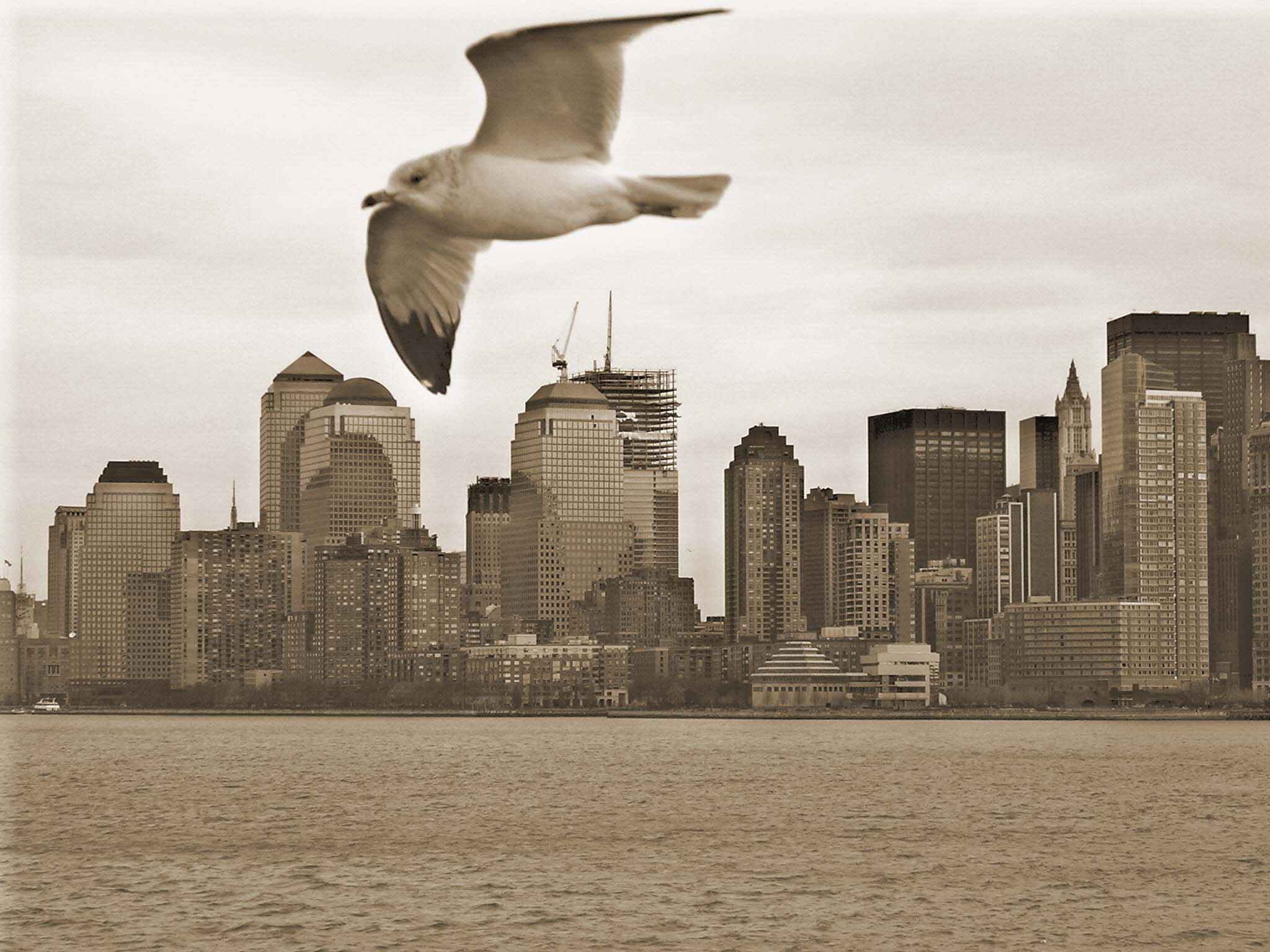 New york oiseau 2033
