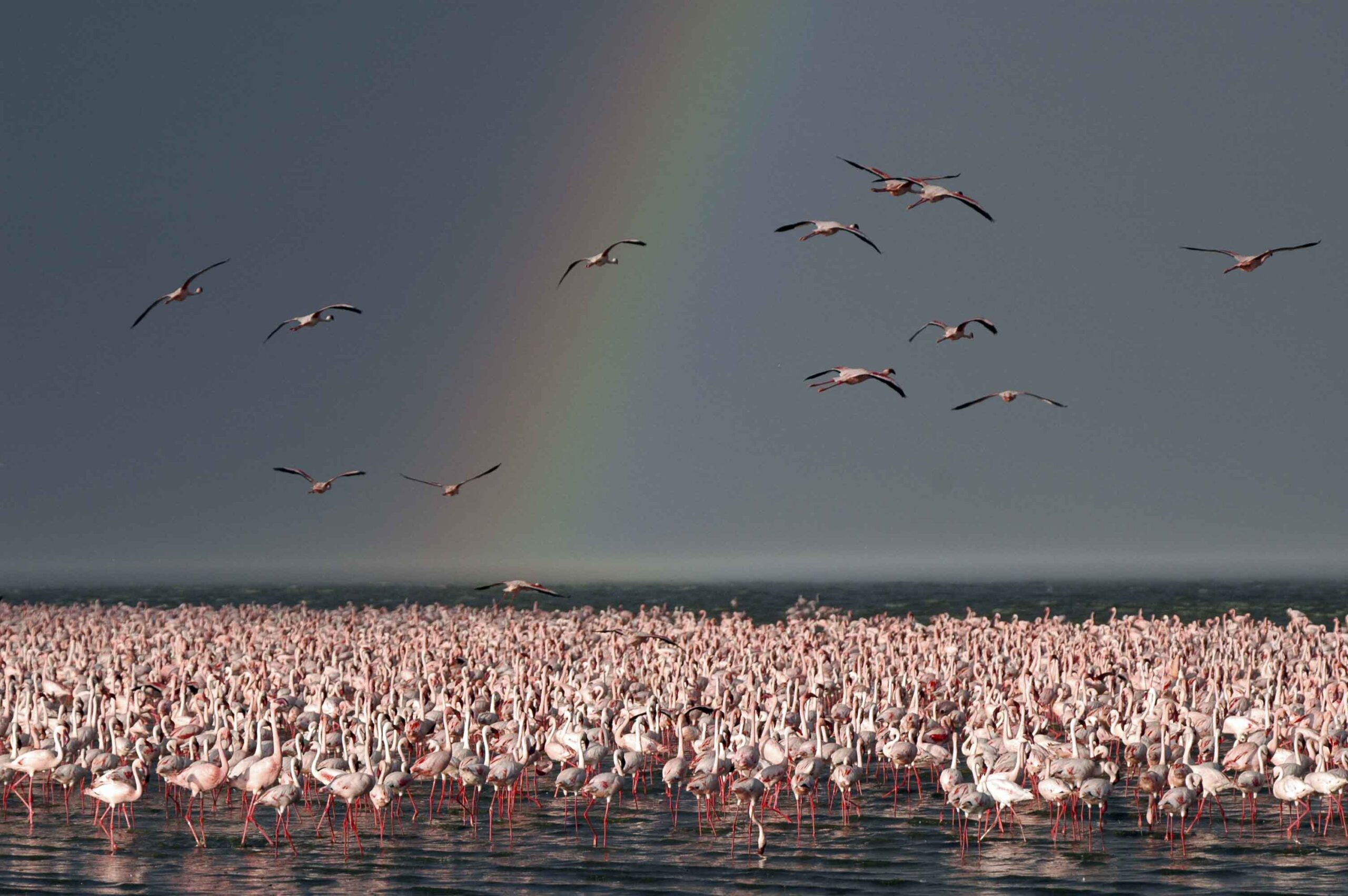 flamands roses kenya