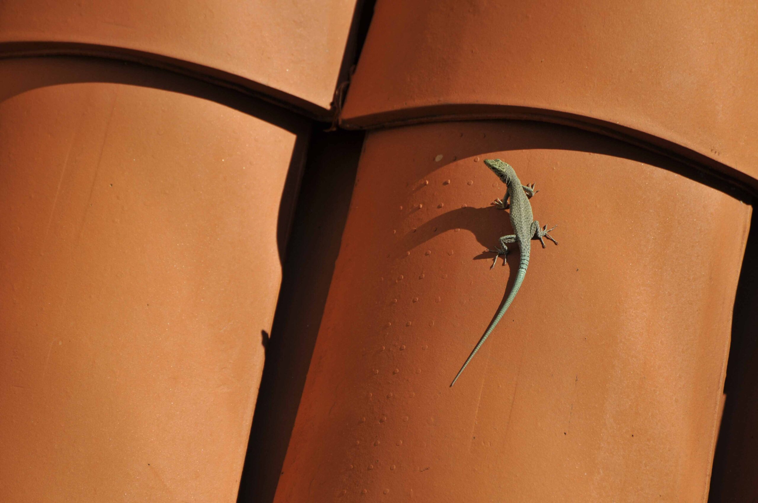 Lezard sur toit Guadeloupe
